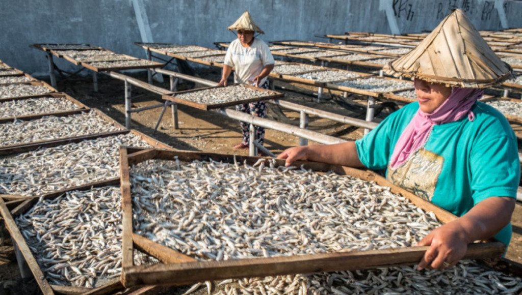 Nelayan Banten Manfaatkan Musim Panen Ikan Teri untuk Ekonomi Keluarga