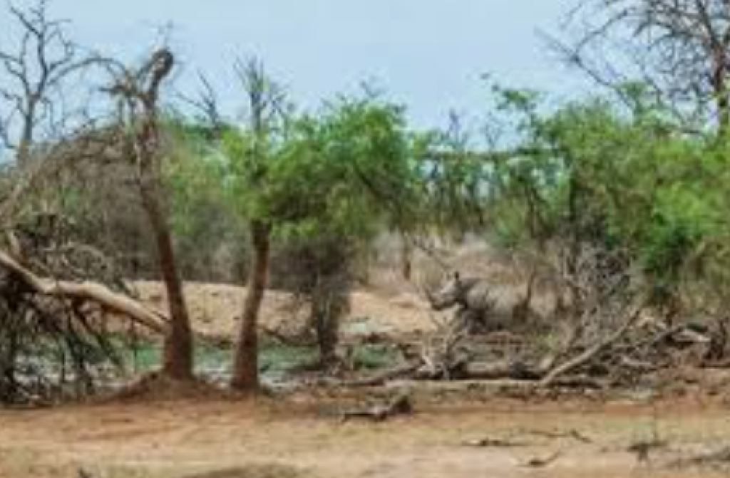 Bantah Isu El Nino Ekstrem, BMKG Sebut Kondisi Iklim Masih Netral