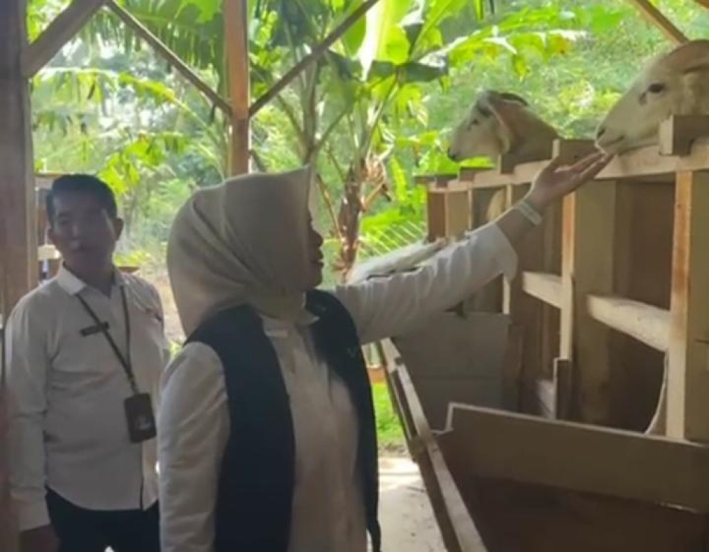 Camat Cisarua Monev Program Ketahanan Pangan melalui Budidaya Domba di Bumdes Cisalak
