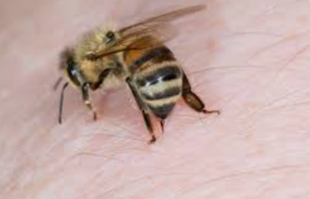 Disengat 100 Lebah, Pendaki di Arizona Kritis dan Dievakuasi Helikopter