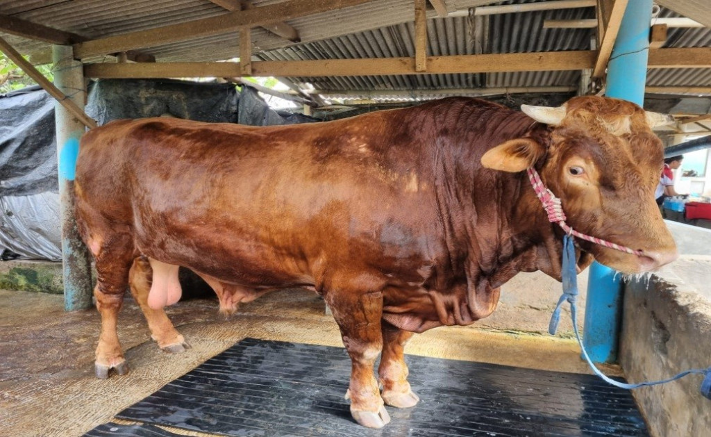 Disnakkeswan Lampung Pastikan Stok Daging Sapi Aman Jelang Idul Adha 2026