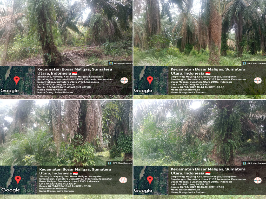 DUGAAN PRUNING “BERBIAYA FANTASTIS” DI KEBUN MAYANG PTPN IV REGIONAL II - ADA APA DI BALIK PERAWATAN SAWIT?