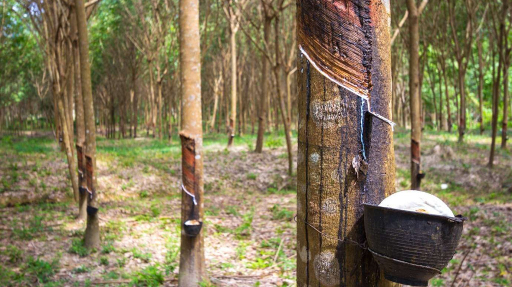 Ganguan di Selat Hormuz Tekan Kinerja Ekspor Karet Sumut