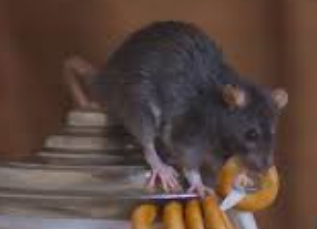 Heboh Video Tikus di Makanan Gratis, SPPG dan Sekolah Klarifikasi Asal Hewan