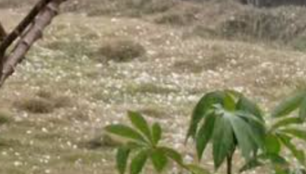 Hujan Es Sebesar Kelereng Hantam Aceh Tengah, Tanaman Kopi Warga Rusak Parah