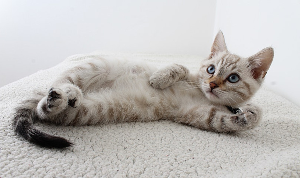 Kucing Tiba-tiba Manja Saat Kita Menangis? Ini Penyebabnya