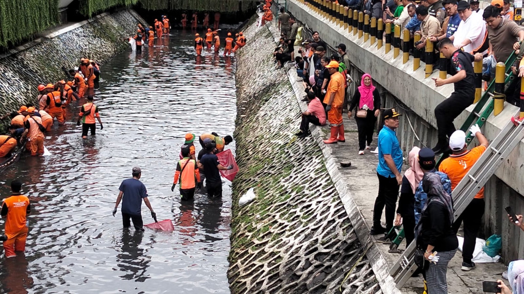 Perang Lawan Ikan Sapu-sapu, Wali Kota Jakpus Turun Tangan Selamatkan Ekosistem Sungai