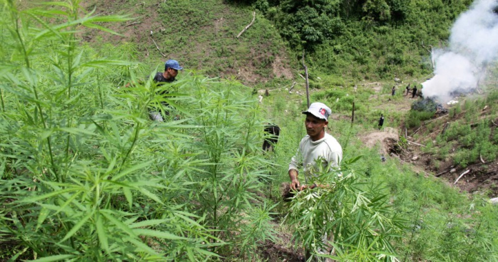 Polisi Temukan 75 Batang Ganja di Karo, Disembunyikan di Tumpukan Kayu