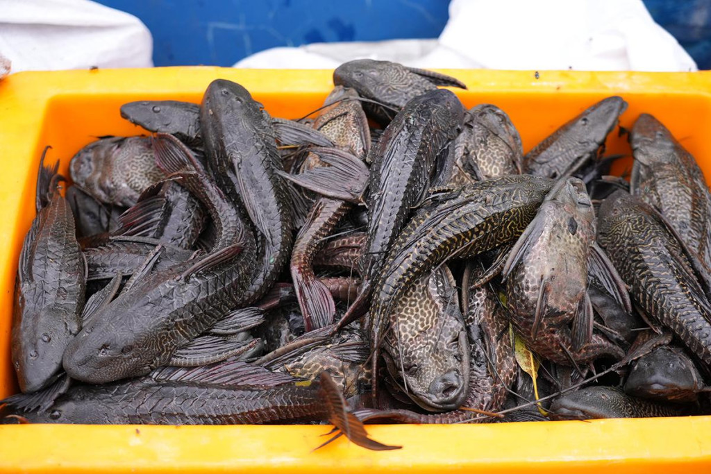 Terungkap! Daging Ikan Sapu-sapu dari Kali Dijual untuk Bahan Siomai