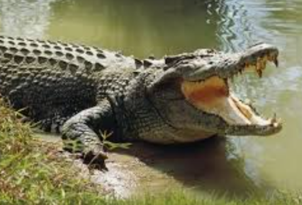 Tragedi Sungai Mahakam, Bocah 13 Tahun Tewas Diterkam Buaya Saat Ambil Bola