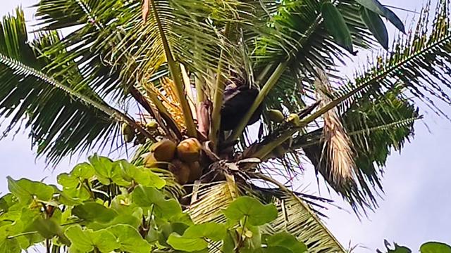 Bikin  Panik Warga, Pria Ini Tidur di Pohon Kelapa Setinggi 15 Meter