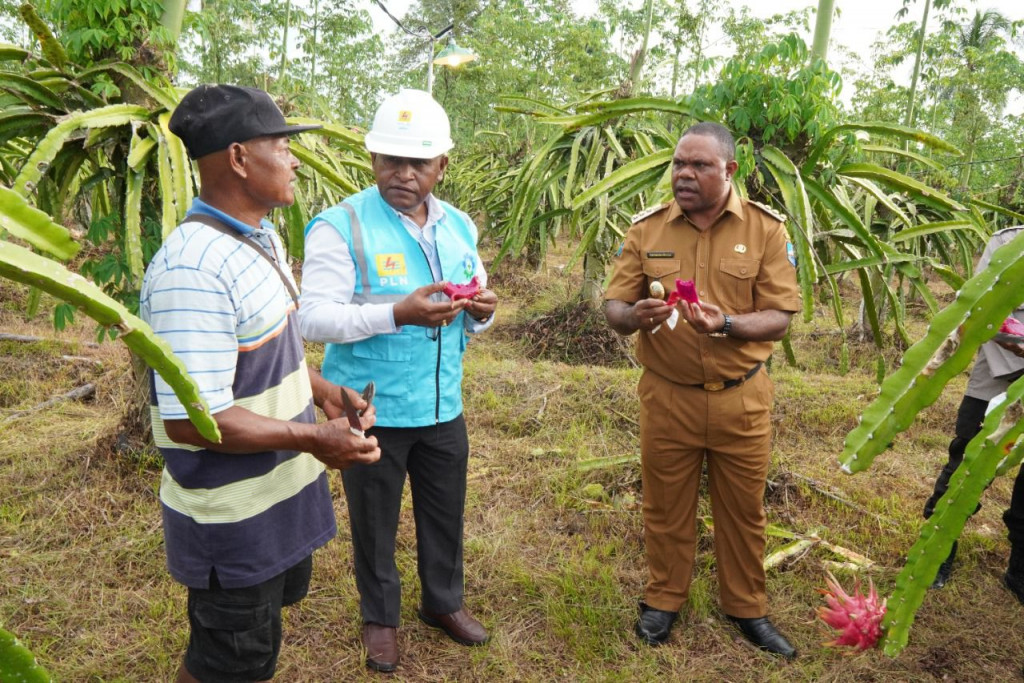 PLN Dukung Pengembangan Agrowisata Petik Buah Naga di Manokwari Melalui Program Electrifying Agriculture