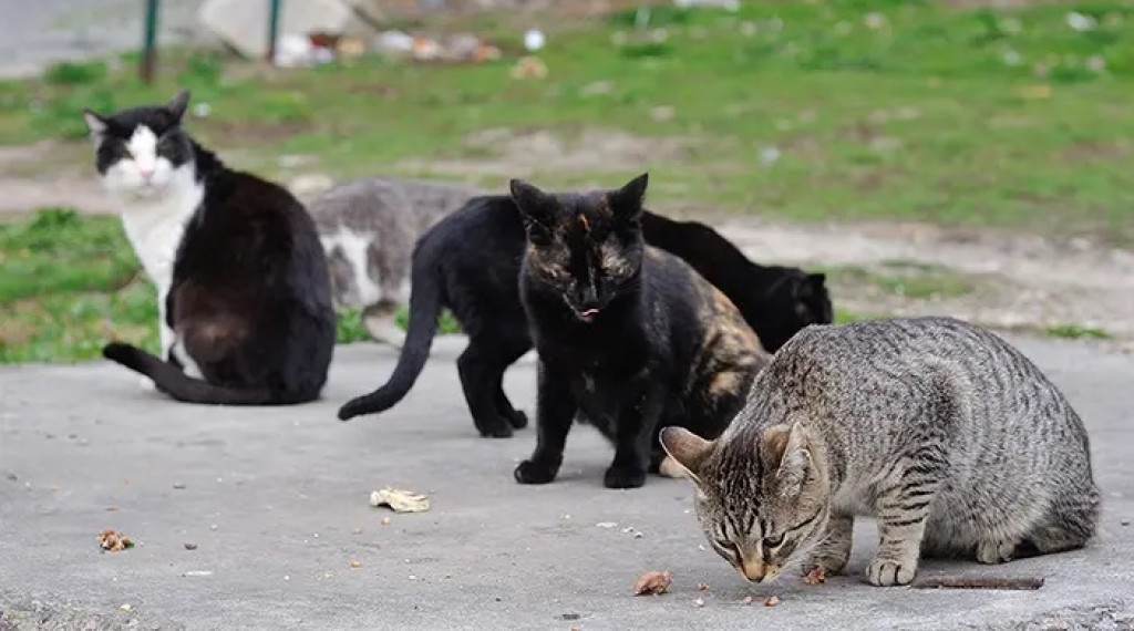 Viral! Tukang Tambal Ban Sodomi Kucing Liar Hingga Mati