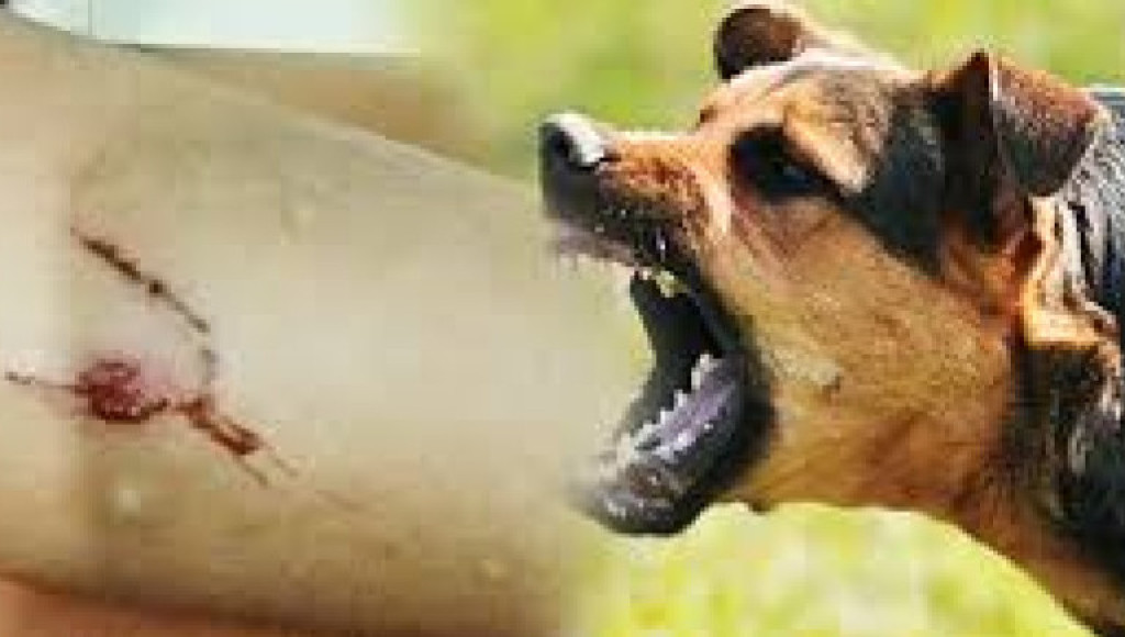 Kasus Rabies Melonjak di Karangasem, 778 Gigitan Anjing Ditemukan