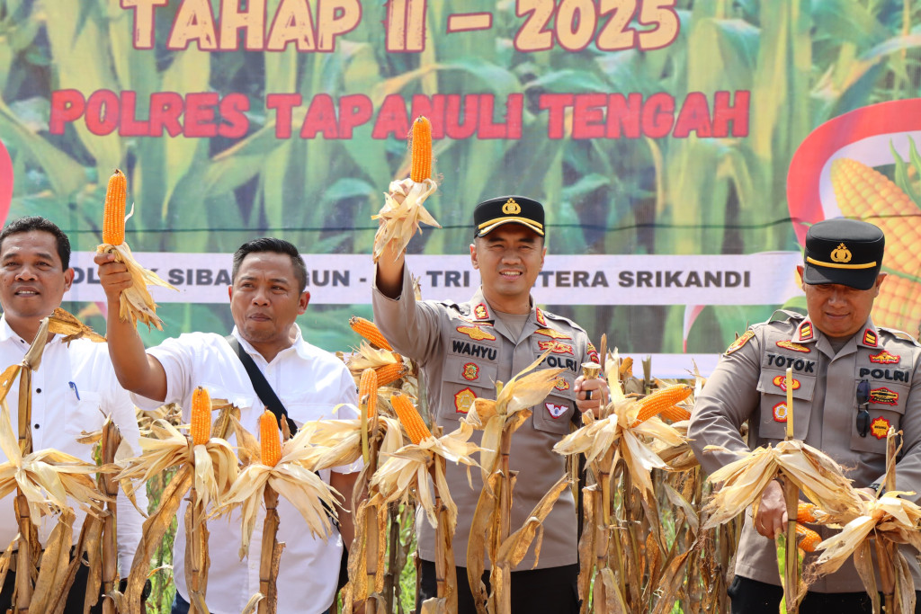 Polres Tapanuli Tengah Raih Sukses Panen Raya Jagung Tahap Kedua di Sibabangun