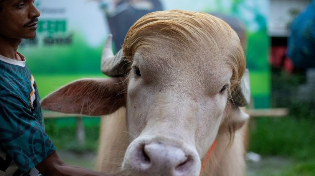 Viral Kerbau “Donald Trump"  di Bangladesh, Siap Dikurbankan Untuk Idul Adha