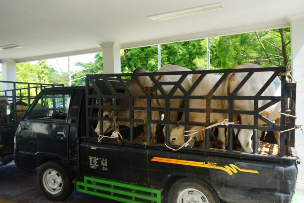 PT Angkasa Pura Aviasi Berikan Bantuan 14 Ekor Hewan Kurban Kepada Pemkap Deliserdang