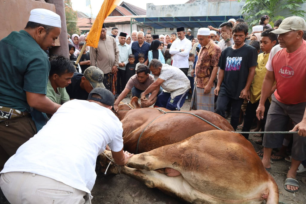 Bupati Madina Sembelih Kurban Bantuan Pemerintah Pusat