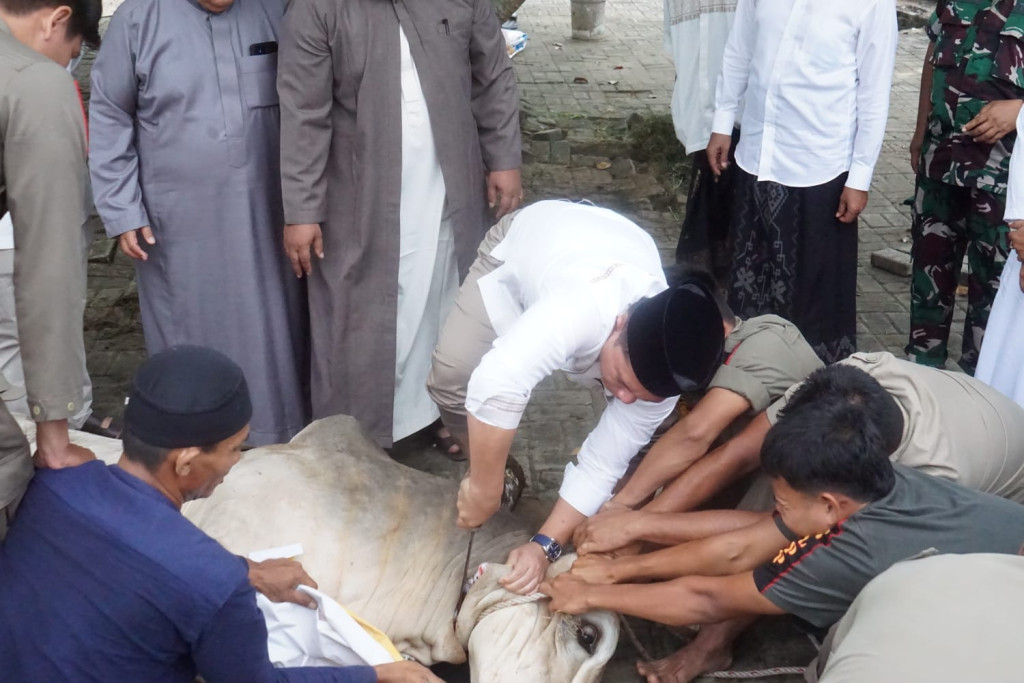 Bupati Palas PMA Tunaikan Shalat Idul Adha dan Sembelih Langsung Hewan Qurban di Masjid Agung Al Munawwarah Sibuhuan