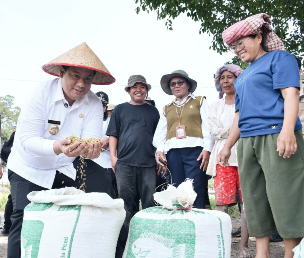 Bupati Samosir Gunakan Combine harvester Panen Padi Bersama Masyarakat