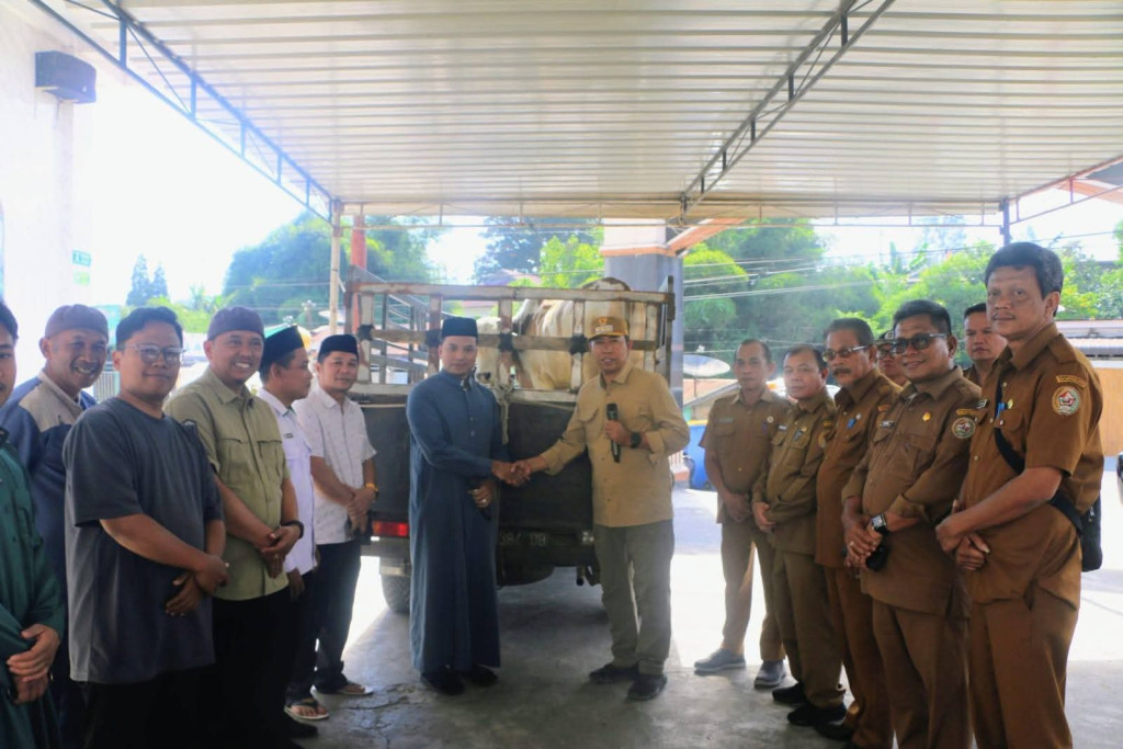 Bupati Taput Serahkan 1 Ekor Sapi Qurban ke Masjid TAQWA Siborong-borong