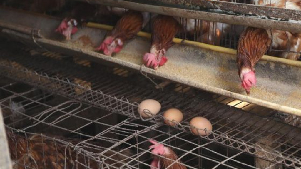 Dampak MBG Peternak Akui ada Peningkatan Penjualan Ayam dan Telur