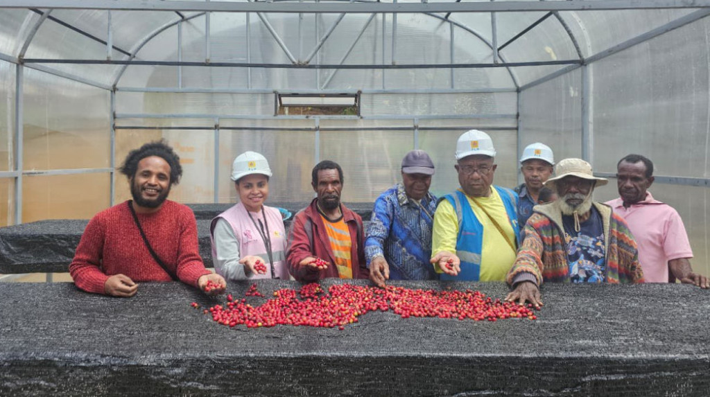 Dari Pegunungan Papua, Kopi Tiom Tembus Pasar Nasional Berkat Dukungan PLN