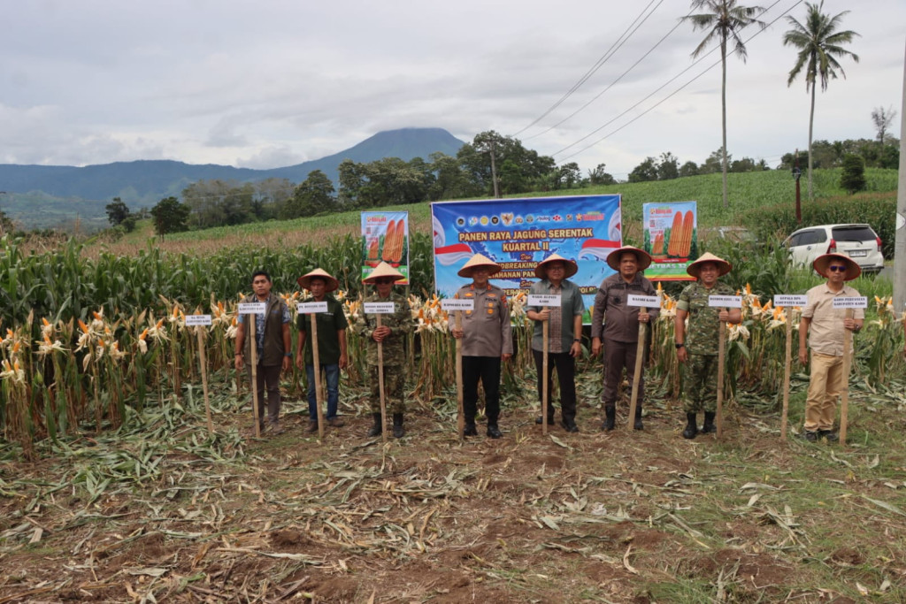 Dukung Ketahanan Pangan Nasional, Forkopimda Karo Panen Raya Jagung Secara Serentak