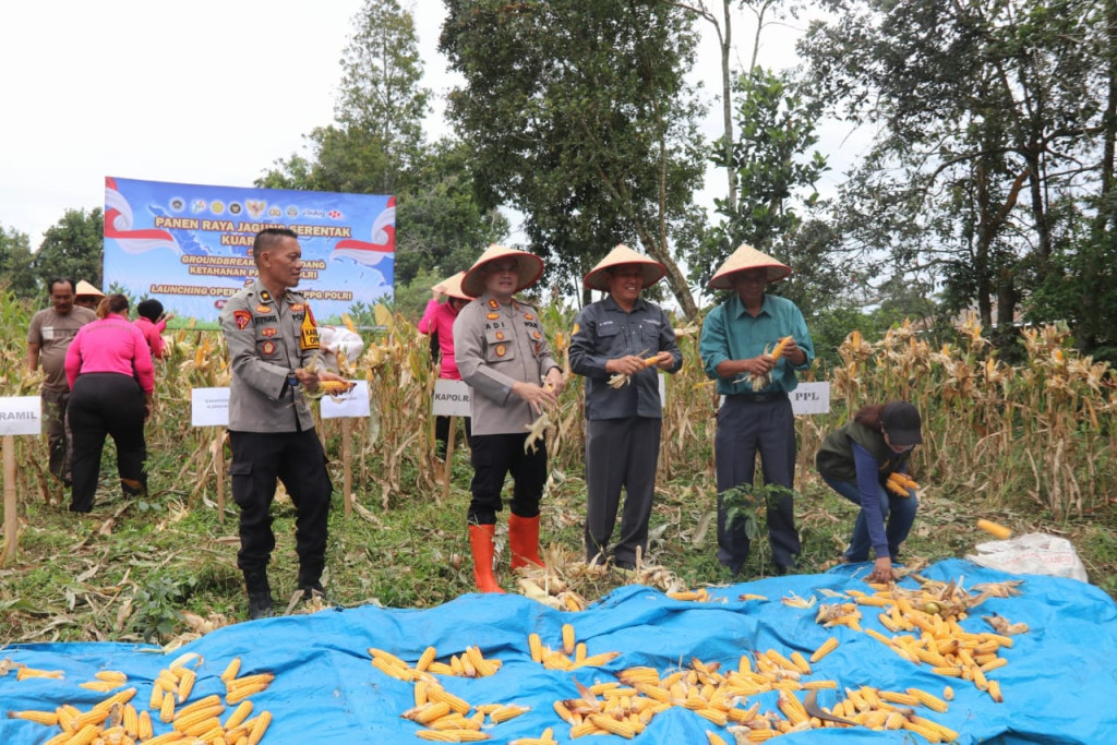Dukung Program Swasembada Jagung Nasional Polres Humbahas Panen Raya Serentak Bersama Mayarakat.