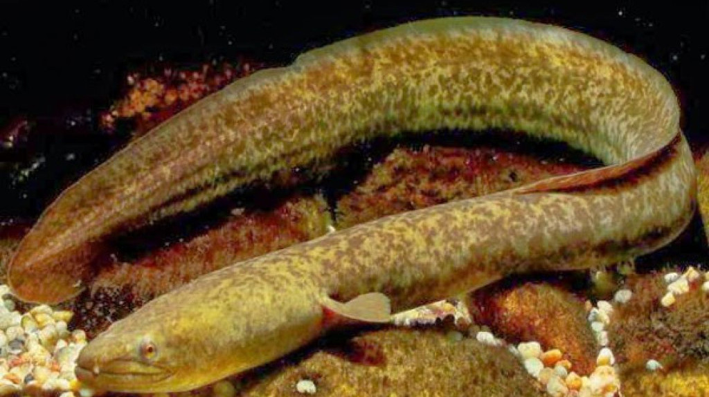 Ikan Sidat Asal RI Punya Omega-3 Tertinggi di Dunia, Salmon Kalah