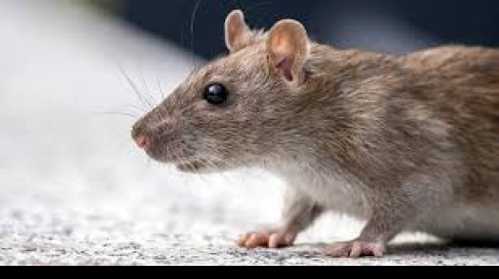 Kenali Beda Hantavirus dan Leptospirosis, Sebab Sama-sama Penyakit dari Tikus