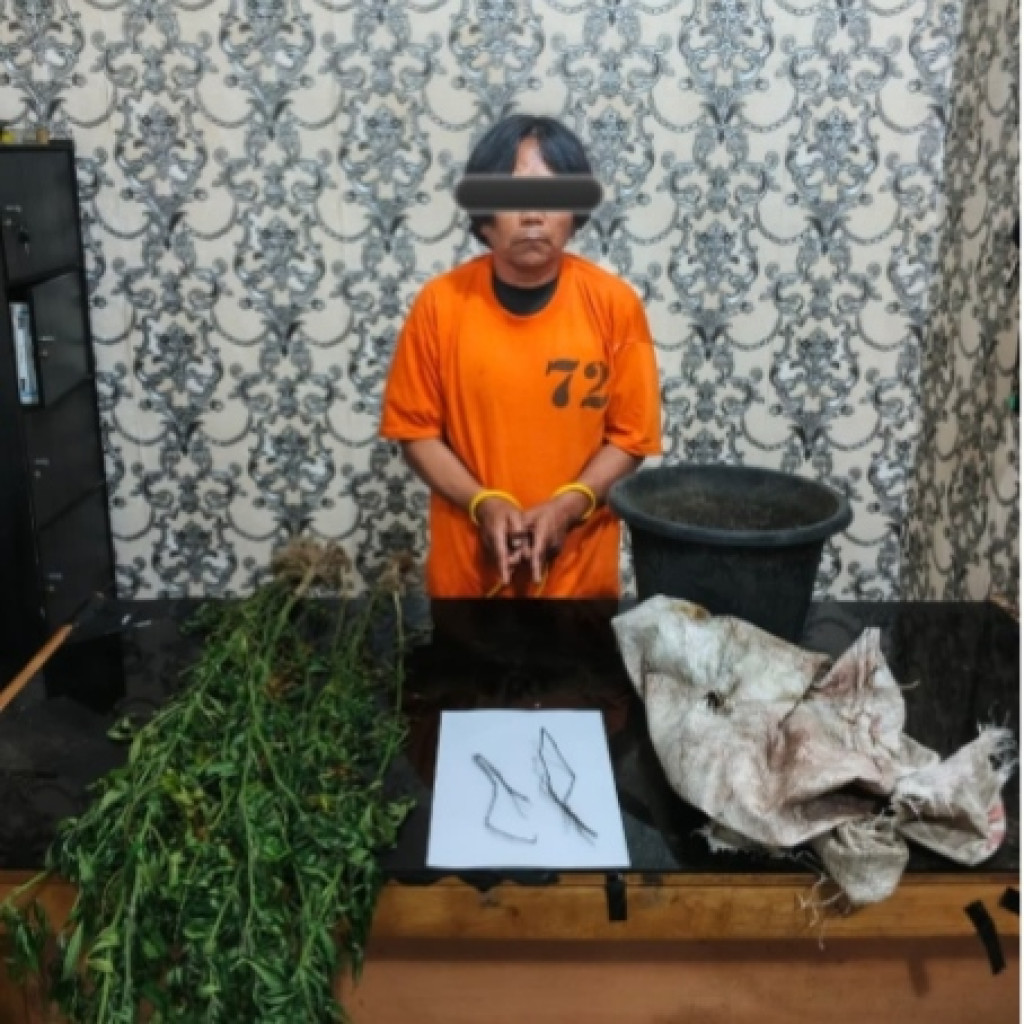 Nekat .. !! Petani Tanam Ganja di Rawa Dekat Pemukiman Warga, Ujung-Ujungnya Masuk Bui