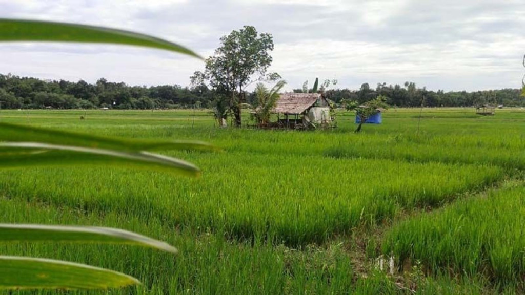 Pemkab Simeulue Targetkan Jadi Lumbung Pangan Unggulan di Provinsi Aceh Tahun 2026