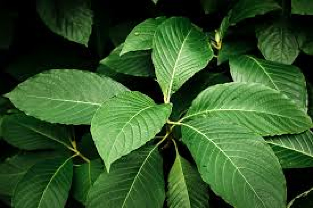 Pemprov Kalimantan Timur Dukung Kratom Jadi Komoditas Ekspor Unggulan Pertanian dan Kehutanan