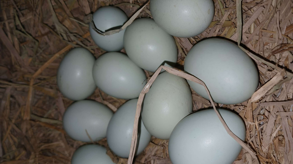 Peternak Dorong Pemerintah Masukan Telur Bebek Jadi Menu MBG