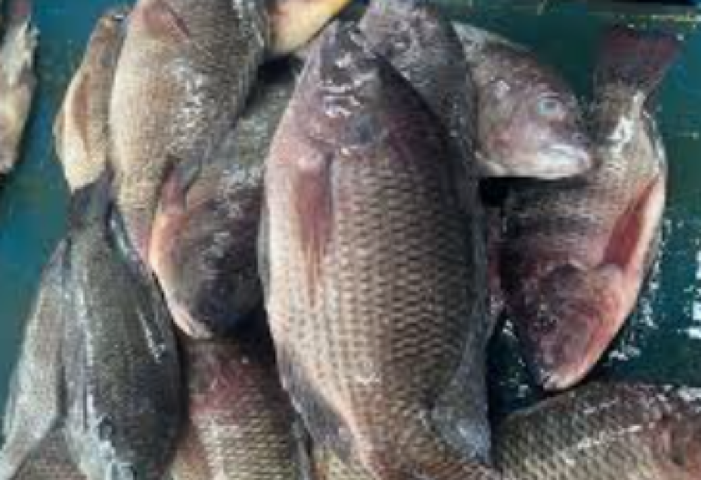 Strategi Baru Vietnam, Ikan Nila Jadi Tameng Krisis Logistik Global