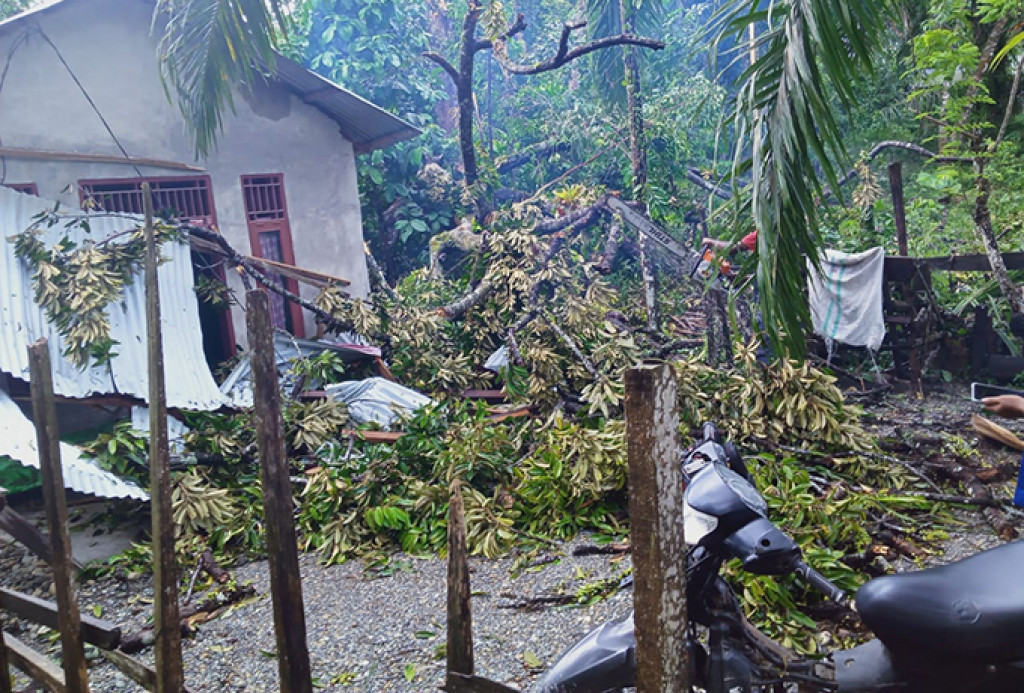 Angin Ribut Tumbangkan Pohon Durian hingga Timpa Rumah Warga