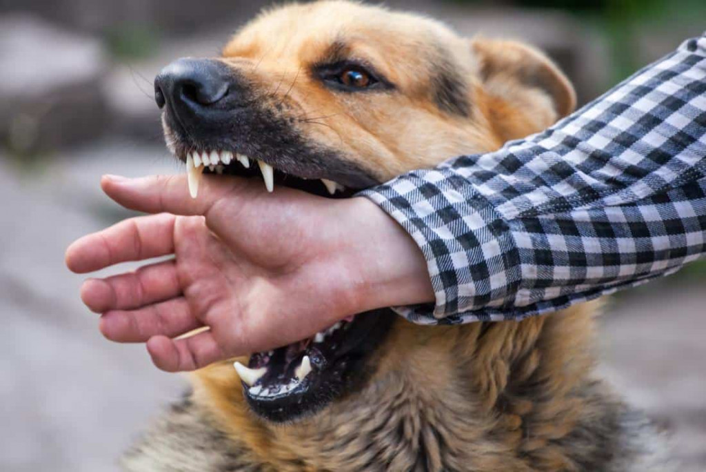 Kemenkes Sebut 95 Persen Kasus Rabies Disebabkan Gigitan Anjing