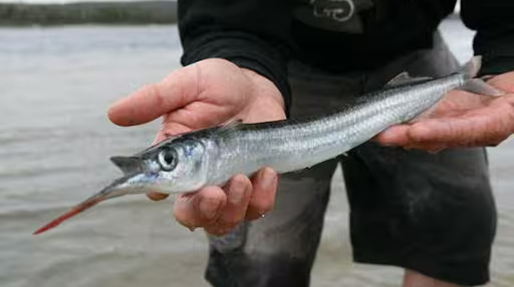 Langkah Strategis Lindungi Ikan Julung SBT, Kemenkumham Maluku Jajaki Potensi Indikasi Geografis