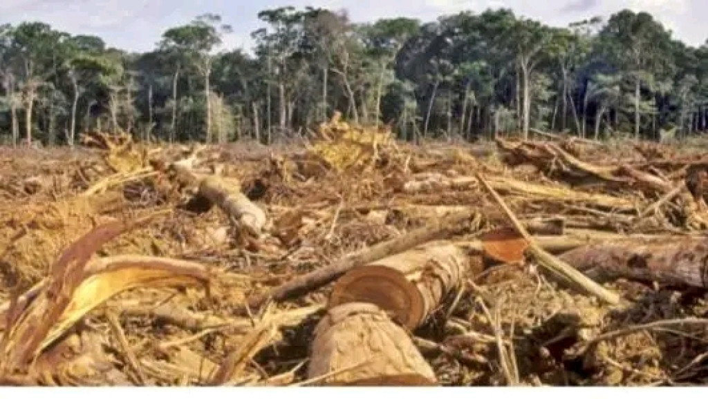 Perambahan Hutan di Tano Batak Menjadi Ancaman Bagi Kehidupan Bangso Batak di Bonapasogit