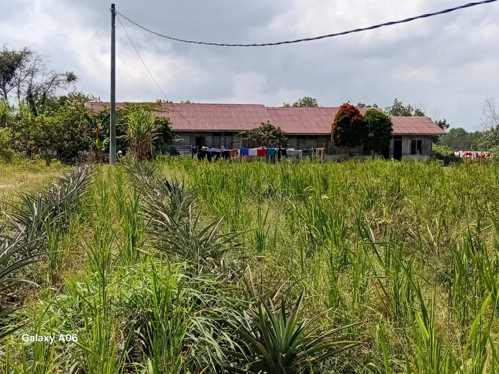 Diduga 14 Hektar Tanah Milik Keluarga DL Sitorus Masuk Dalam Kawasan Register 42 Sijaba di Siborongborong