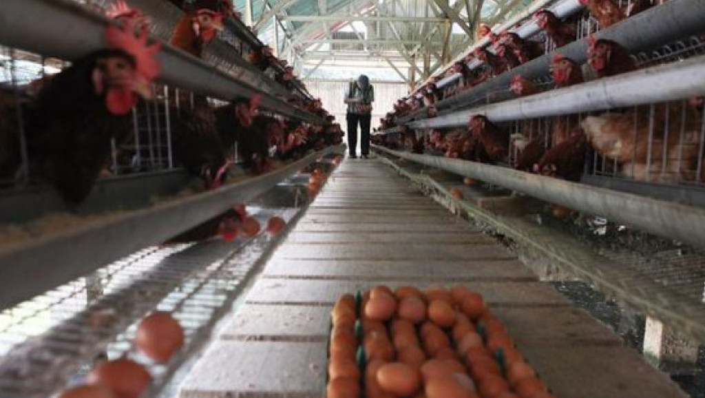 Dukung Peternak Rakyat, BGN Larang SPPG Beli Telur Melalui Supplier