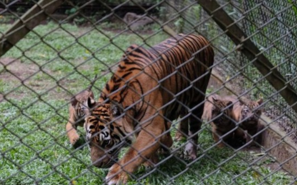 Gemas Banget! Empat Anak Harimau Sumatra Lahir Sekaligus di Taman Safari Prigen