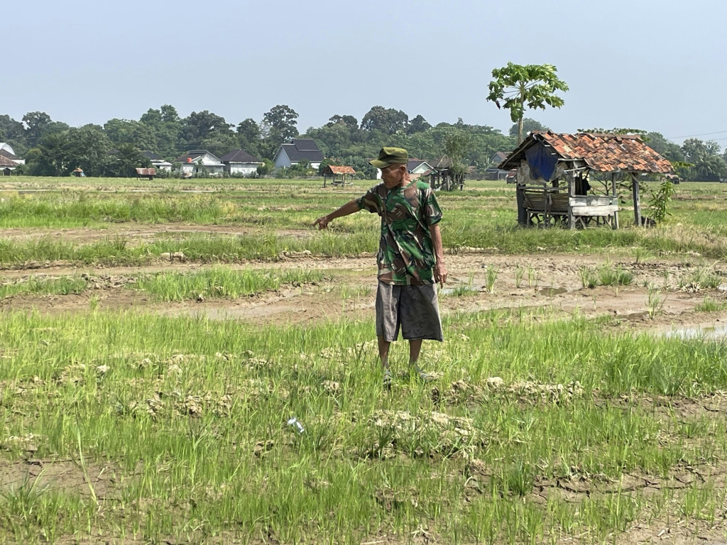 JIAT Belum Berfungsi, 132 Hektare Sawah Muara Enim Terancam Gagal Tanam