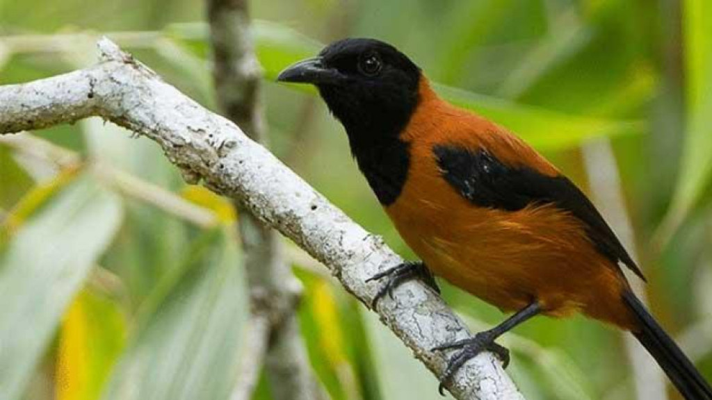 Peneliti Sebut Burung Paling Beracun di Dunia Berkeliaran di RI, Bahaya Bagi Manusia!