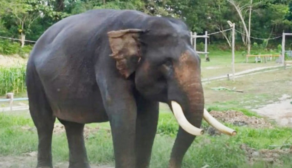 Penyebab Kematian Gajah Indro Terungkap, Alami Komplikasi Usai Fase Musth