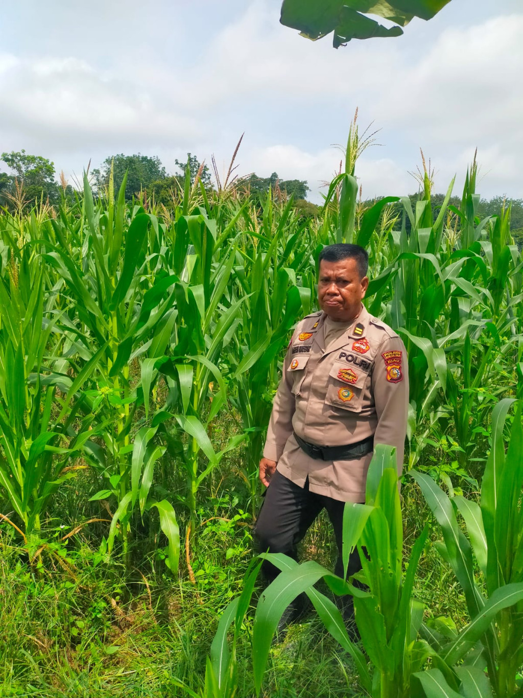 Polsek Tanah Putih Lakukan Pengecekan dan Penyemprotan Tanaman Jagung Program Ketahanan Pangan di Ujung Tanjung