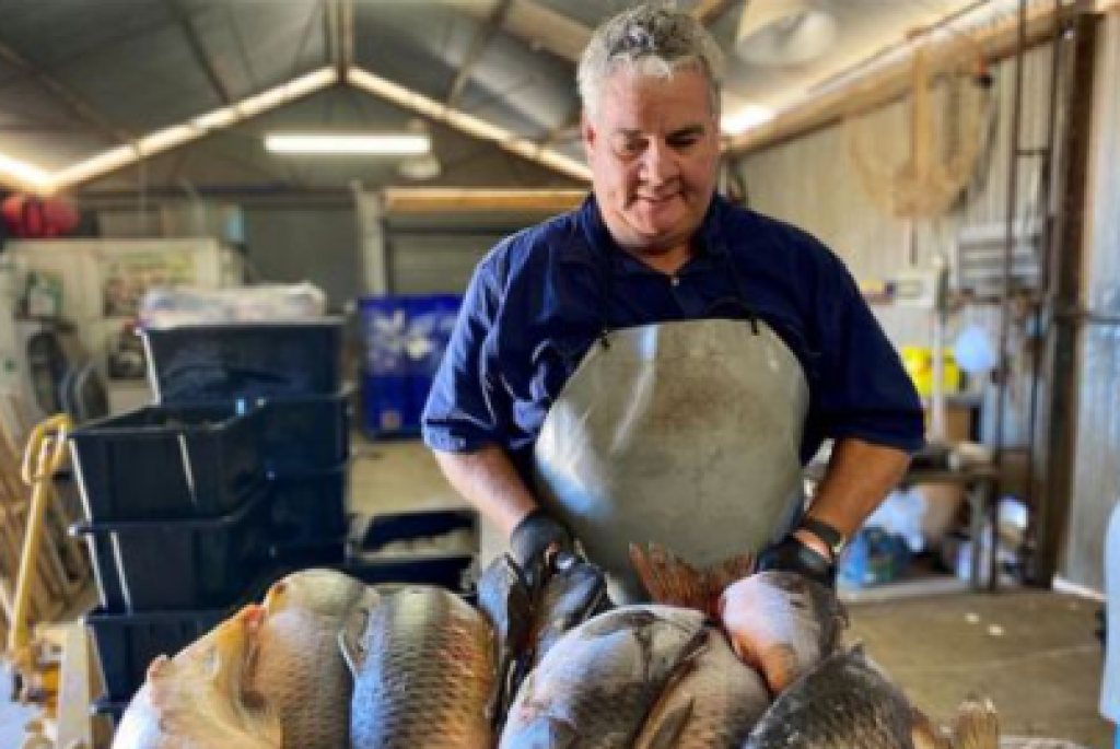 Populasinya Meledak dan Rugikan Negara, Australia Punya Cara Tak Biasa Atasi Ikan Mas