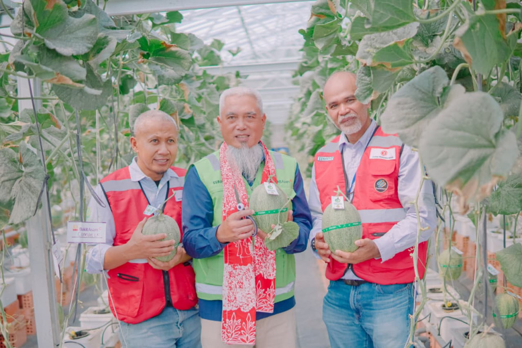 PPA dan PTBA Kembangkan Pertanian Modern, Panen Raya Melon di Muara Enim