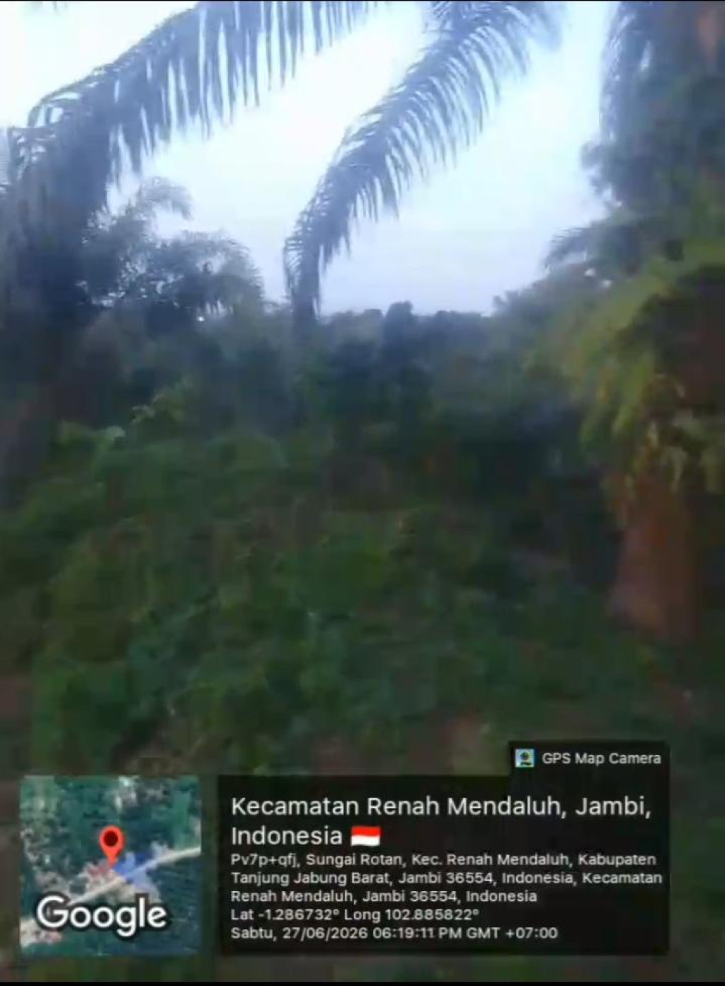 Skandal Miliaran PTPN IV Regional PT Bukit Kausar, Dugaan Anggaran Fiktif Kebun Jadi Rimba